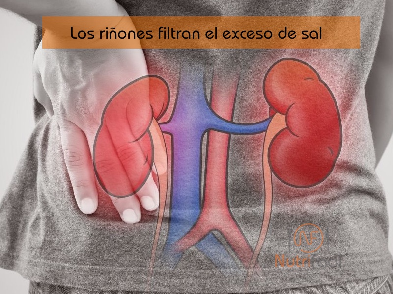 Riñones órgano encargado de filtrar el exceso de sal