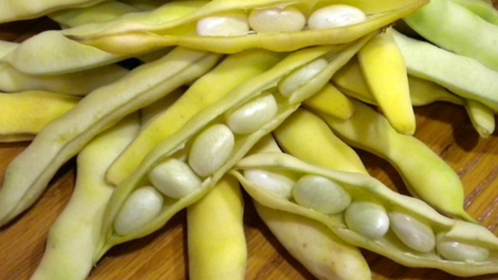 Pochas frescas, legumbres saludables y nutritivas